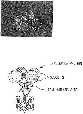 3164-Figure-1-image