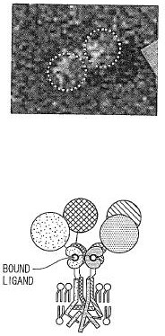After irradiation (Figure 2)